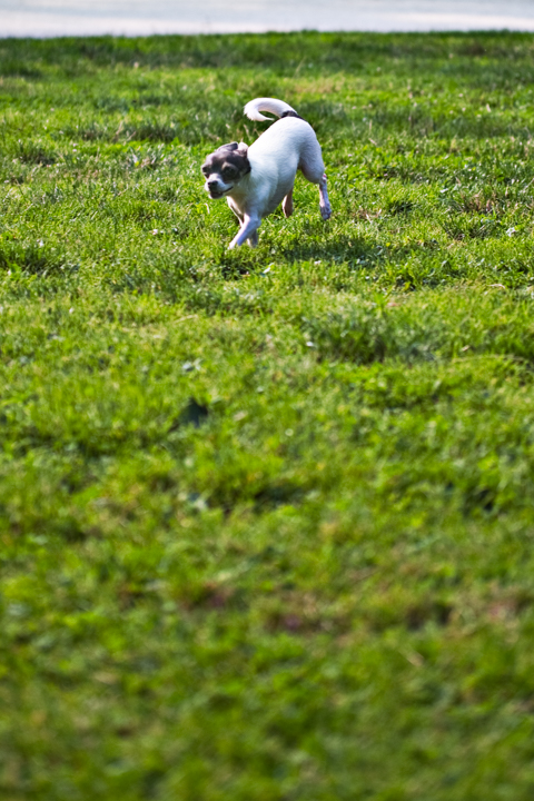 A small white dog runs across a green lawn.