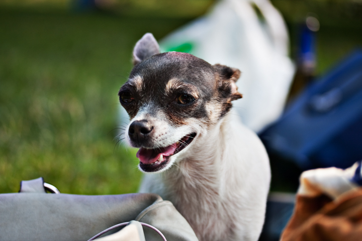 A small white and dark-coated dog sits outdoors with its mouth open.