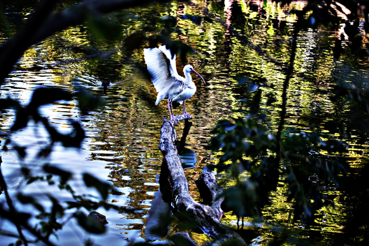 A heron stands on a fallen branch above reflective pond water.