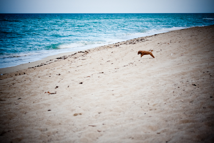 A small dog walks along a sandy beach beside turquoise water.