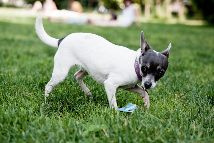 A small white dog with a dark face stands on grass.