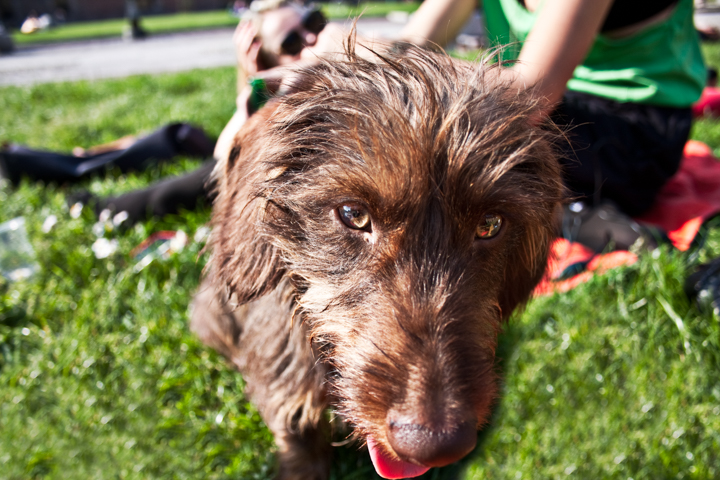 Dog outdoors