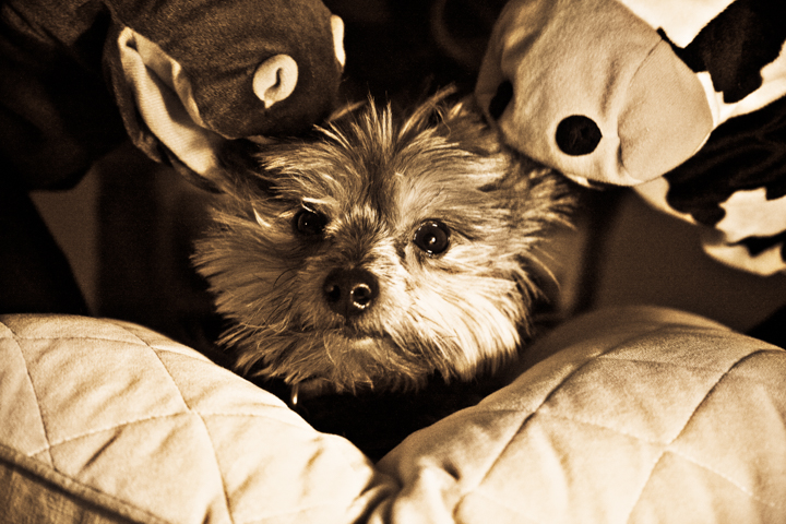 A small shaggy dog rests among pillows and stuffed toys.