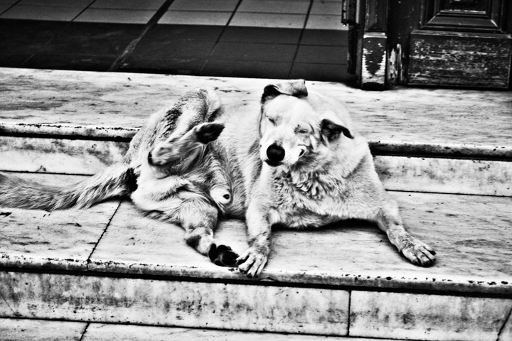 Two dogs rest together on wooden steps in black and white.