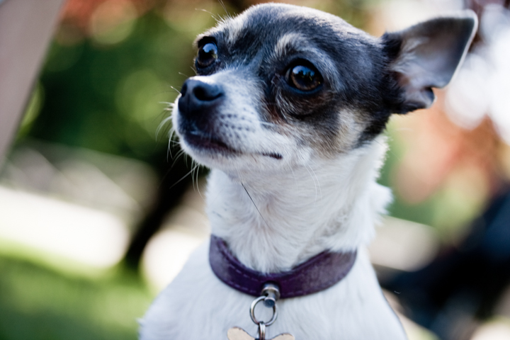 A small white dog with dark markings looks upward outdoors.
