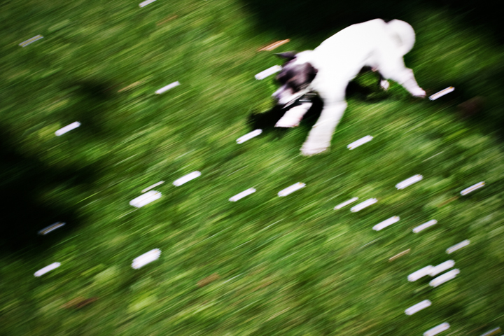 A small dog races across green grass in a motion-blurred photograph.