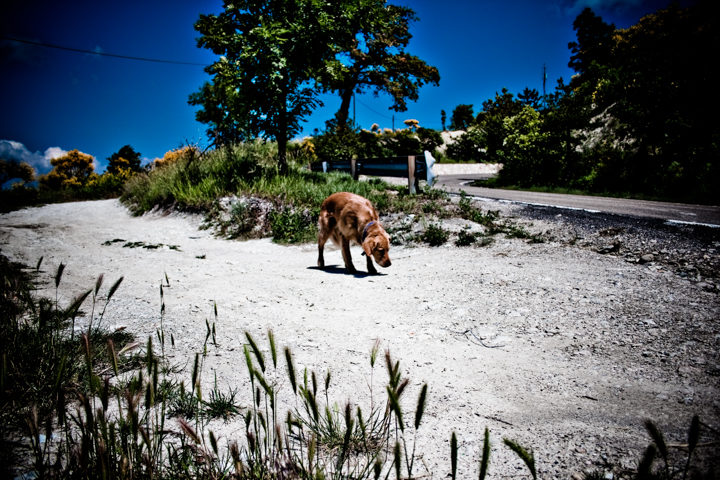 A brown dog sniffs a pale gravel path beneath a blue sky.