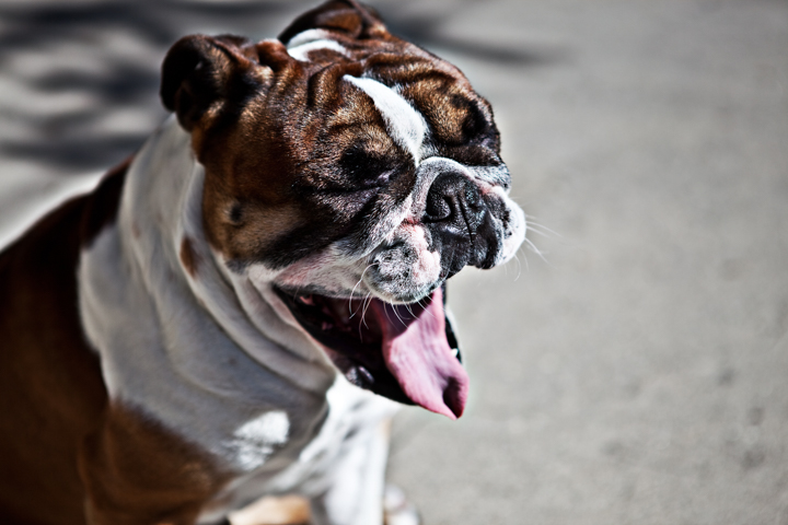 A brown and white bulldog pants in sunlight.