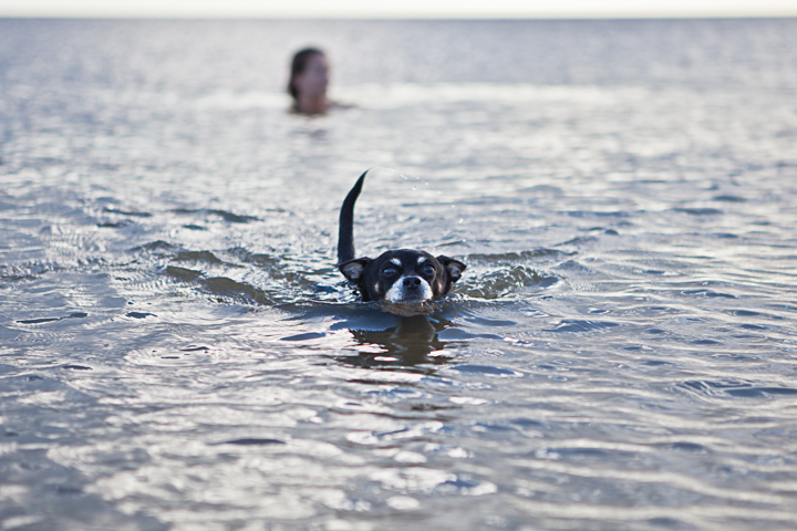 A small dog wades through shallow water toward the camera.