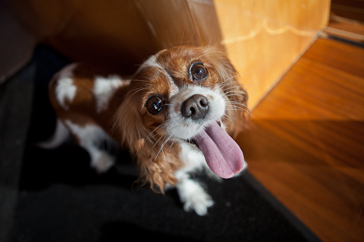 A brown and white long-eared dog looks upward indoors.