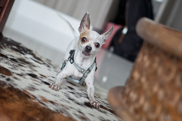 Small dog indoors