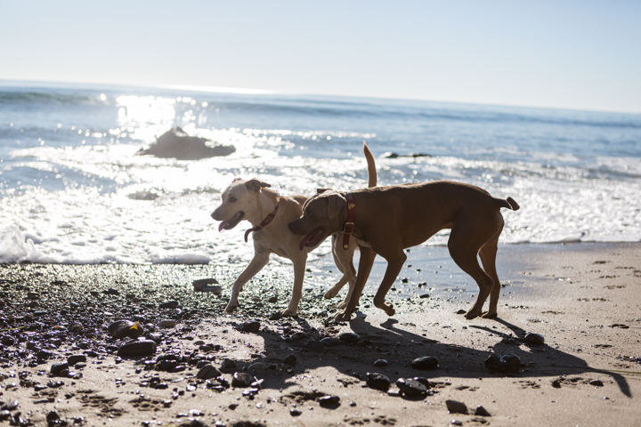 Two dogs stand together at the edge of the ocean.