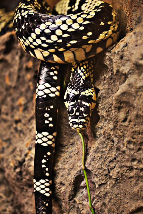 A patterned snake curls against a textured rock surface.