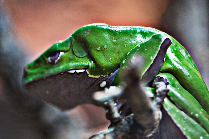 A green frog rests on a branch in a close-up photograph.