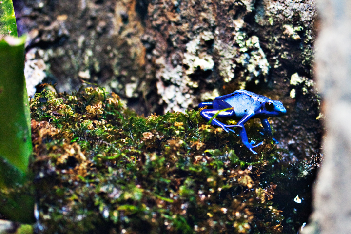 A bright blue frog rests on a mossy surface.