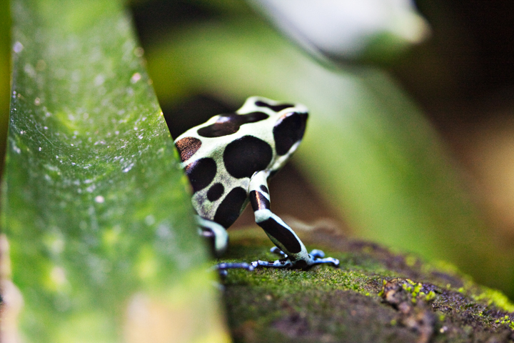 A black and pale green patterned frog rests on a leaf.