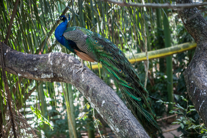 A peacock perches on a branch among green plants.