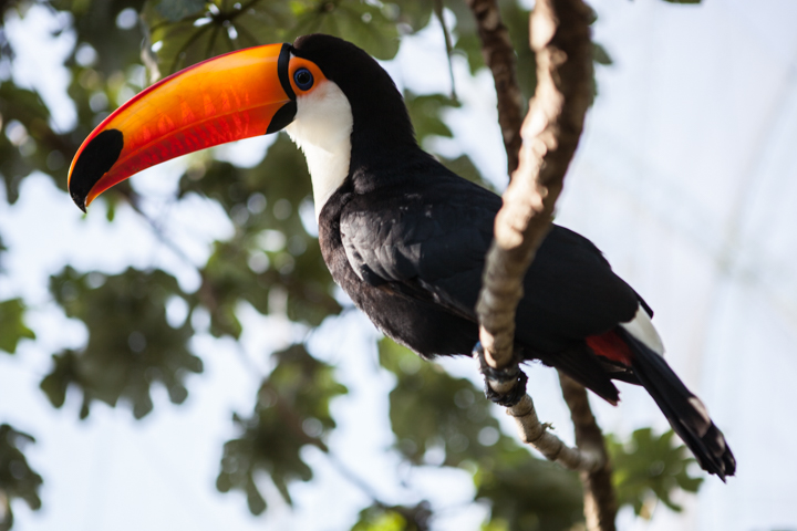 A toucan with a bright orange beak perches on a branch.