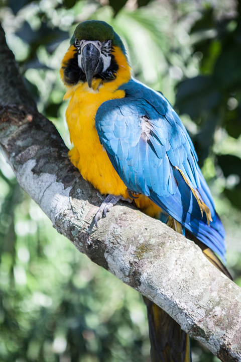 A blue and yellow parrot perches on a tree branch.