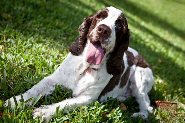 A brown and white long-eared dog rests on grass with its mouth open.