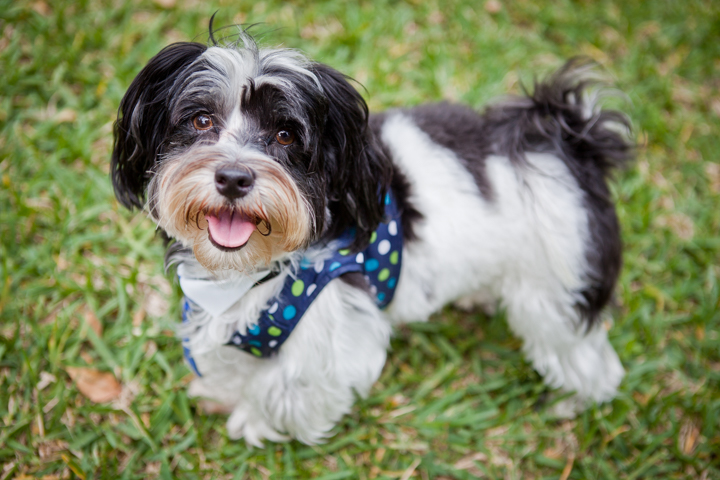 A small black and white shaggy dog wears a bow tie on a lawn.