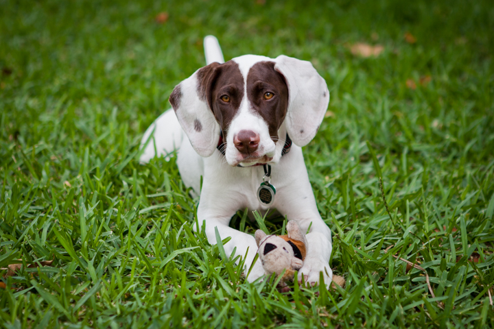 A brown and white dog lies in tall grass beside a ball.
