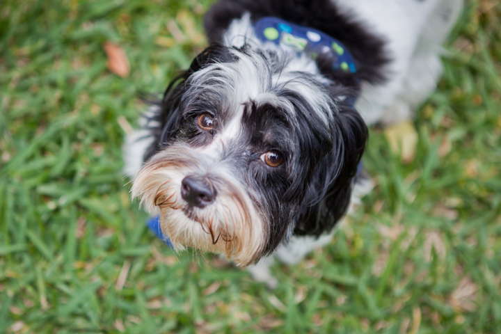 A shaggy black and white dog looks upward from a grassy lawn.