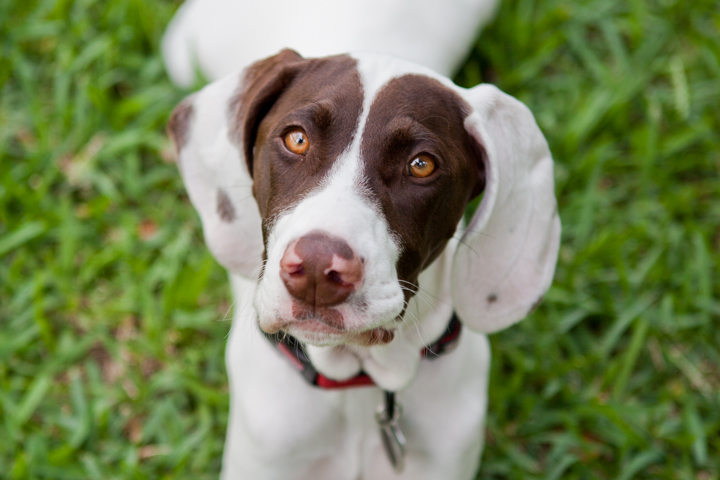 A brown and white dog's face fills the frame outdoors.