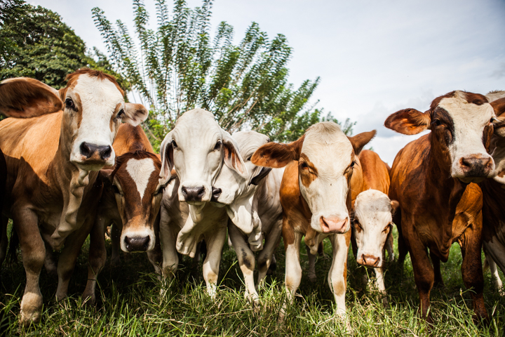 A group of cows gathers closely beneath a palm tree.
