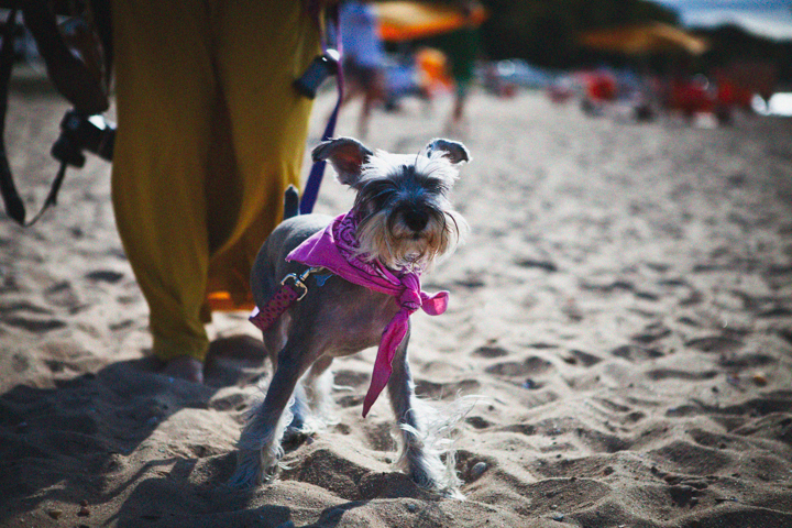A small dog in a pink outfit stands on a sandy beach.