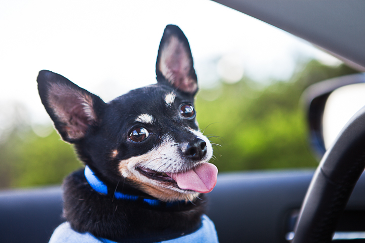 A small dark-coated dog pants while sitting inside a car.