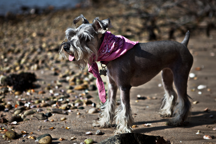 A small dog wearing a pink scarf stands on a rocky beach.