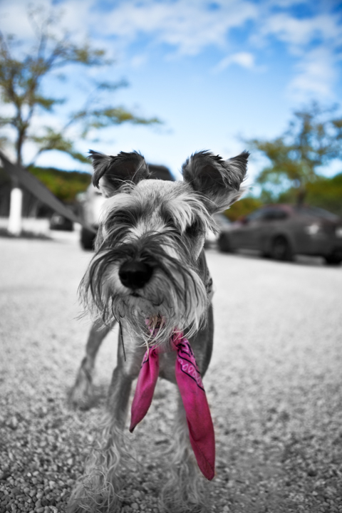A small shaggy dog wearing a pink ribbon stands on a sunny street.