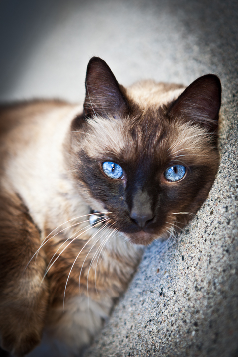 A blue-eyed cat rests against a soft blanket.