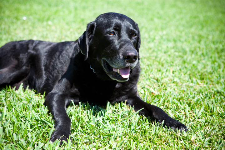 Dog in a garden