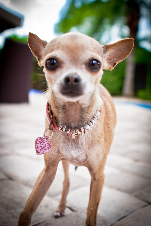 A small tan dog wearing a collar stands on a tiled floor.