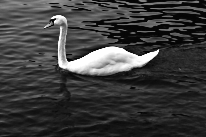 A white swan glides across dark water in black and white.