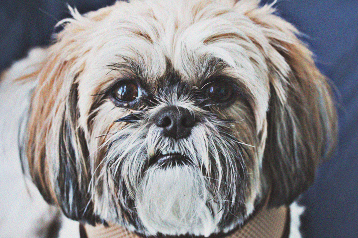 A shaggy tan and white dog's face fills the frame.