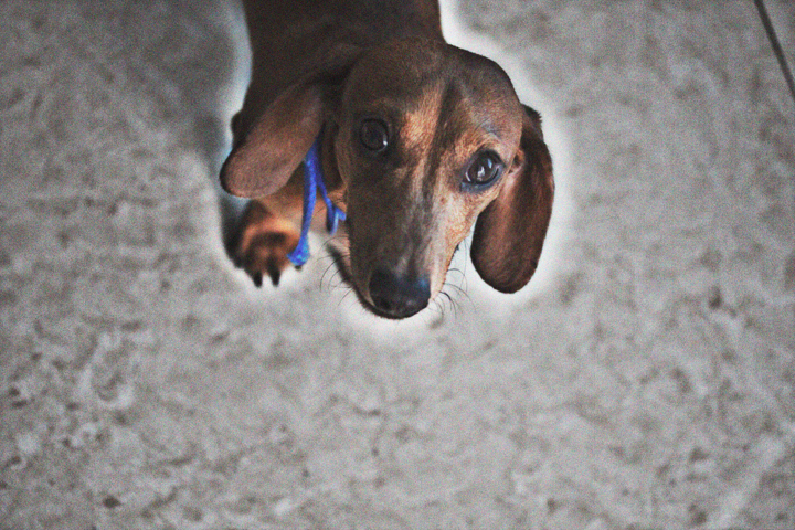 A brown long-eared dog looks upward from a pale stone floor.