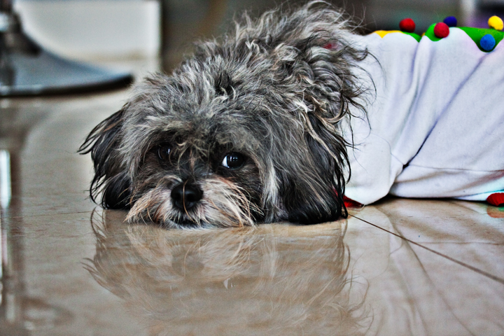 A small shaggy dog wearing a shirt rests its head on a glossy floor.
