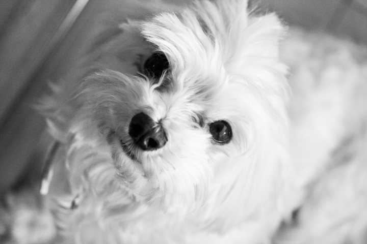 A small white dog looks upward in a black-and-white close-up.