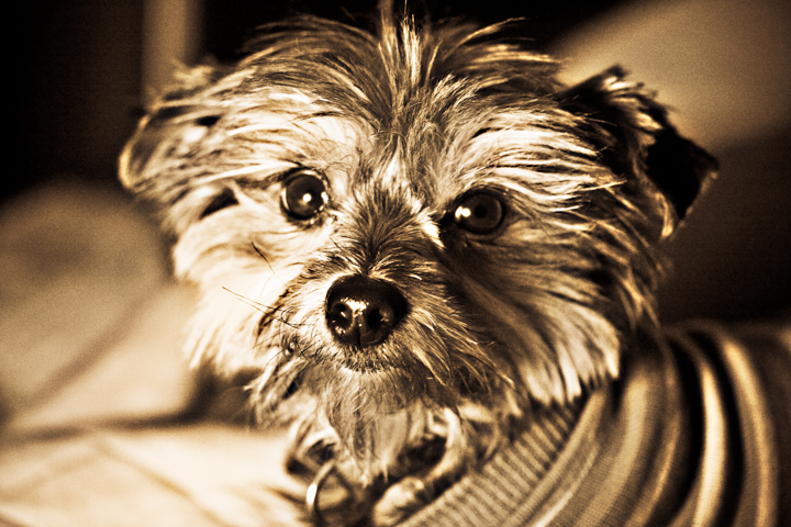 A small shaggy dog looks toward the camera in warm indoor light.