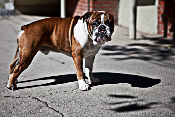 A brown and white bulldog stands on a sunny street.