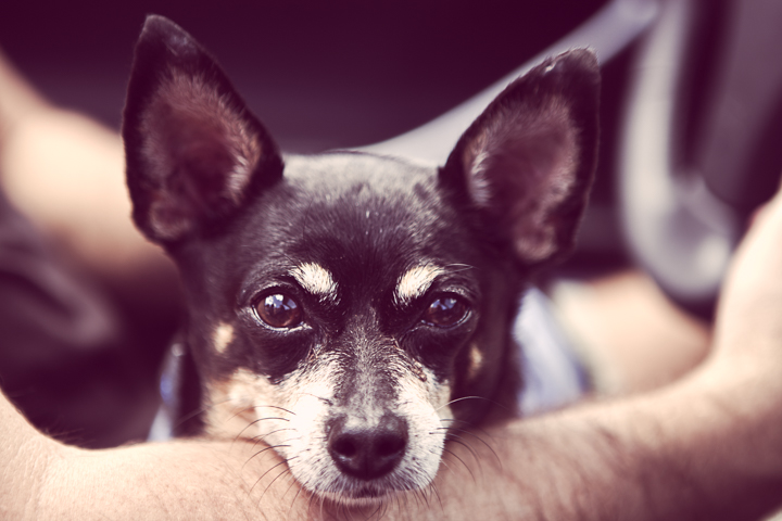 A small dark-coated dog rests in an adult's arms.
