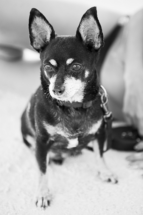 A small dark-coated dog with upright ears sits in a black-and-white portrait.