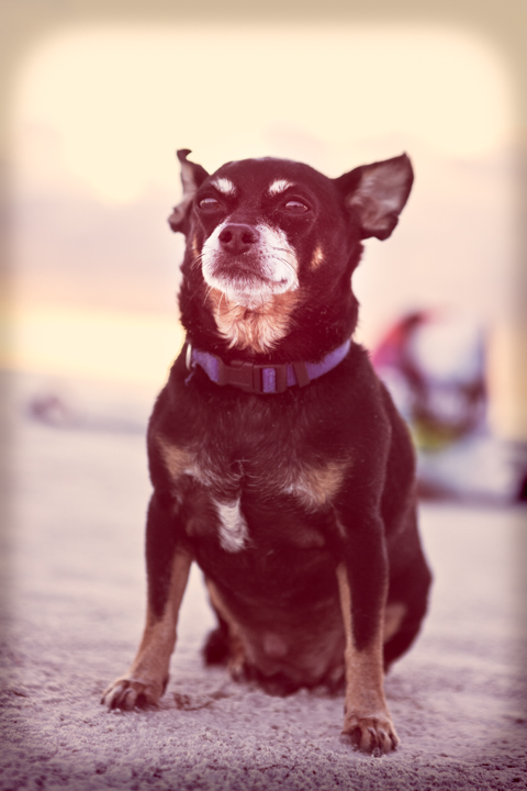 A small dark-coated dog sits on a sandy beach in warm light.