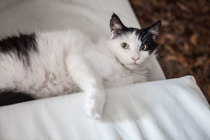A black and white cat rests on a pale cushion.