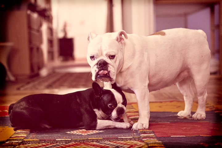A white bulldog stands beside a resting black and white dog indoors.