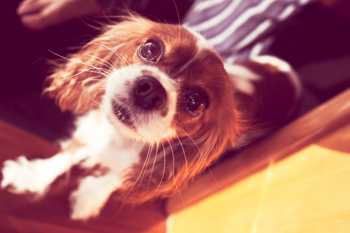 A brown and white long-eared dog looks upward in warm indoor light.