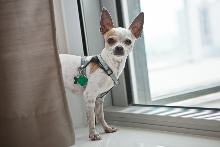 A small white dog with tan markings stands on a window ledge.